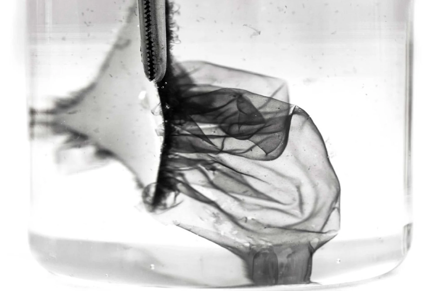 graphene-1_1